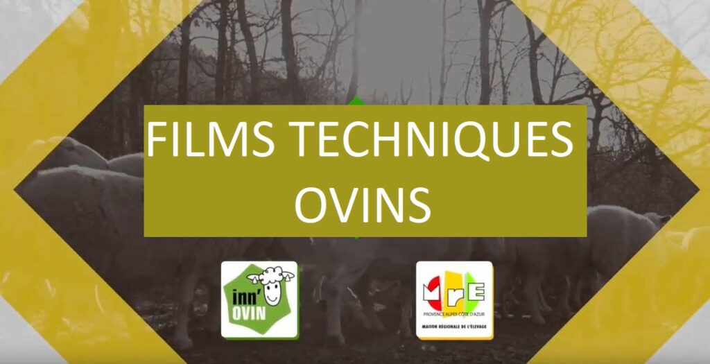 Films Techniques Ovins