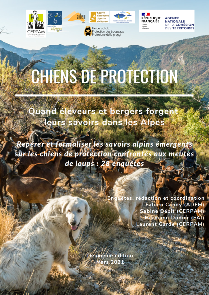 Chiens de protection : quand éleveurs et bergers forgent leurs savoirs dans les Alpes