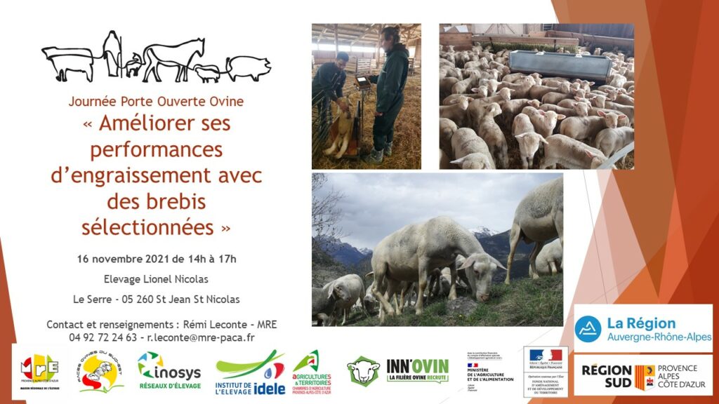 Impact de la sélection de la valeur laitière des mères sur les résultats d’abattage des agneaux