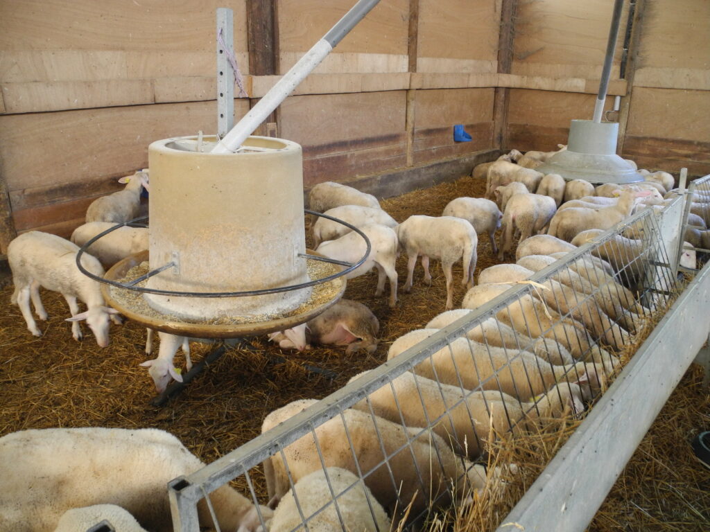 Des protéagineux pour engraisser les agneaux