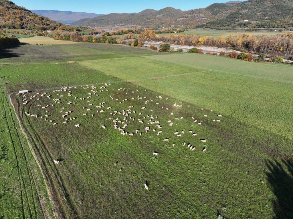 Usage des drones en élevage : Pour quoi ? Comment ?