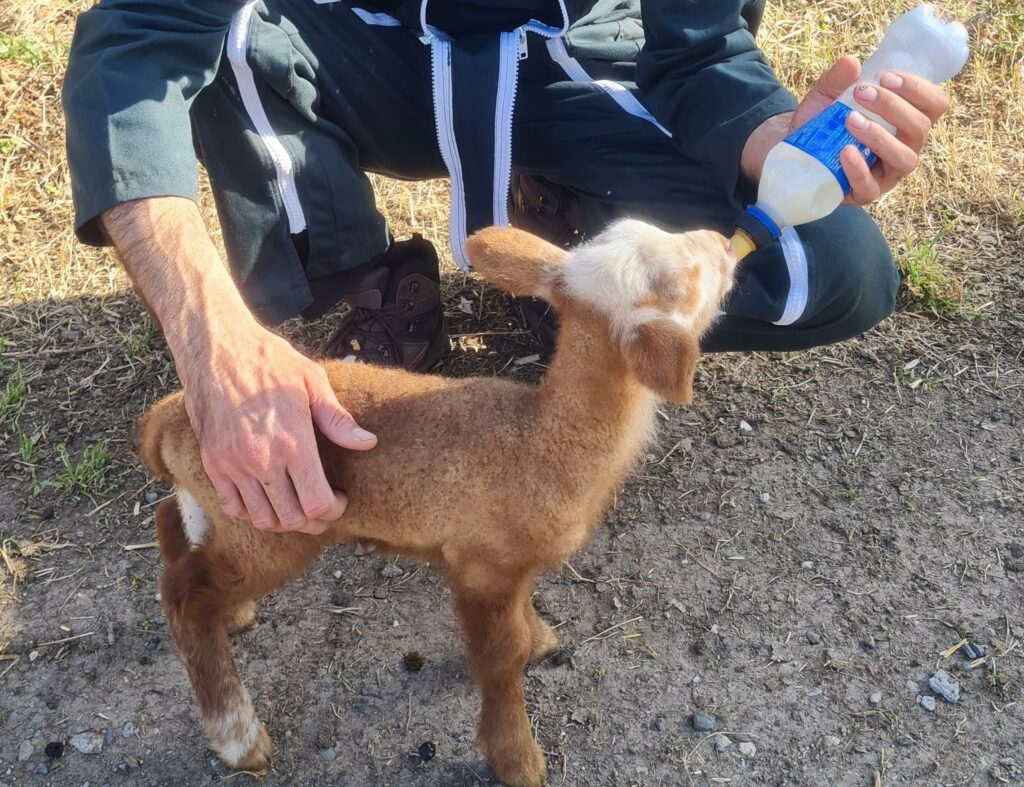 Du bon colostrum pour bien démarrer dans la vie