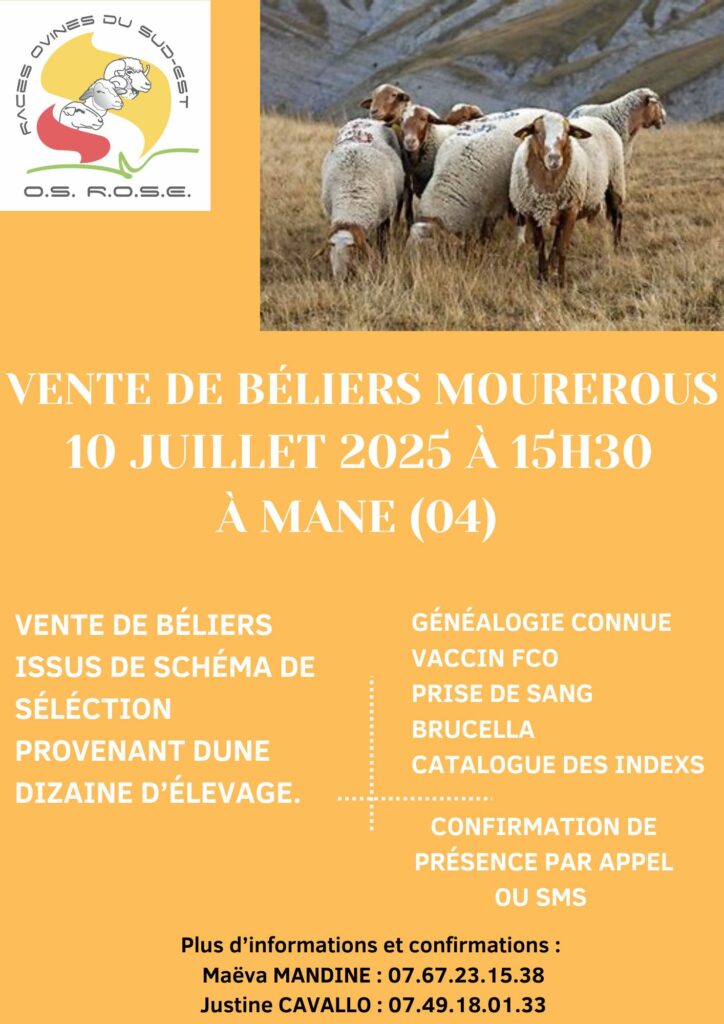 Vente des béliers Mourerous - 10 juillet 2025