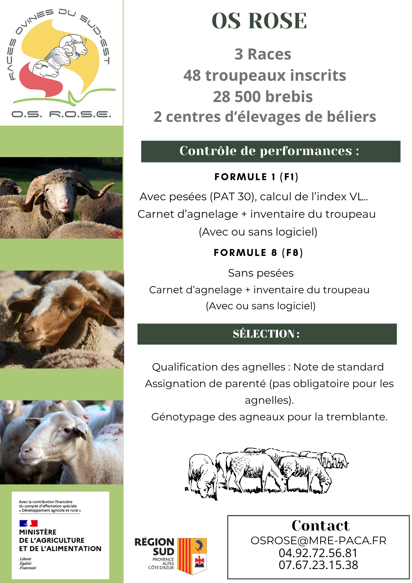Flyer troupeau en selection