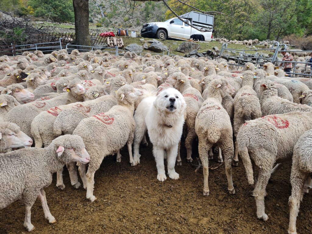 28/11 Formation aux salariés : Gérer des chiens de protection dans son activité de berger