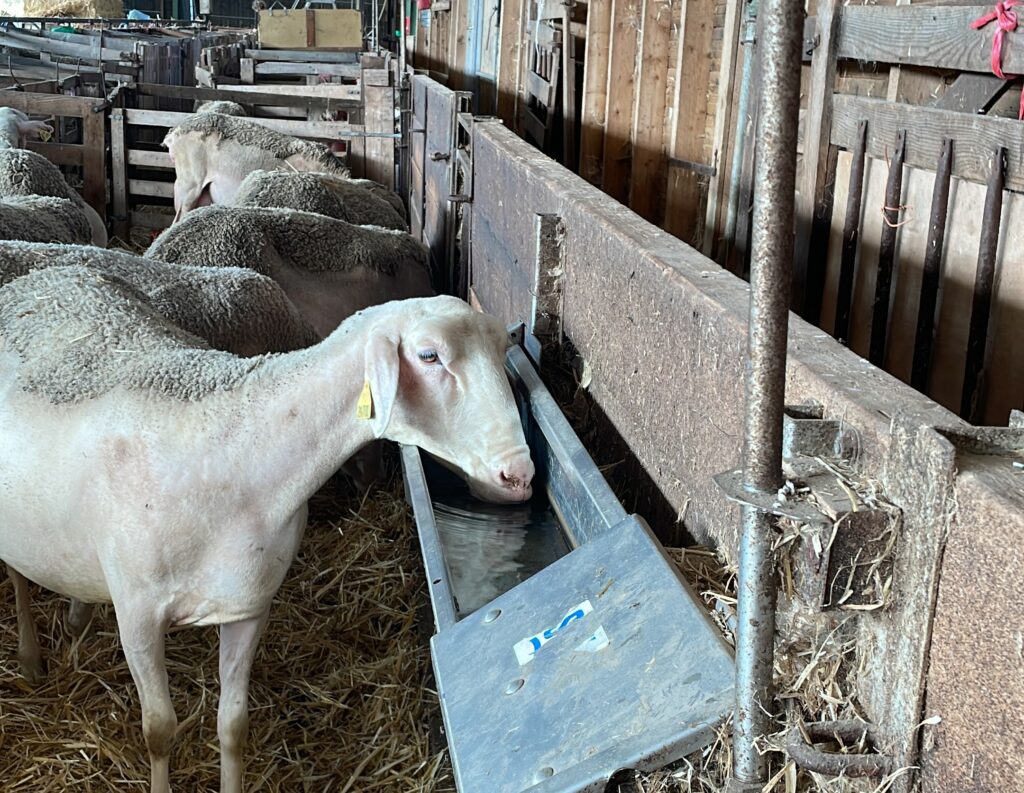 L’eau, aliment essentiel pour les ovins