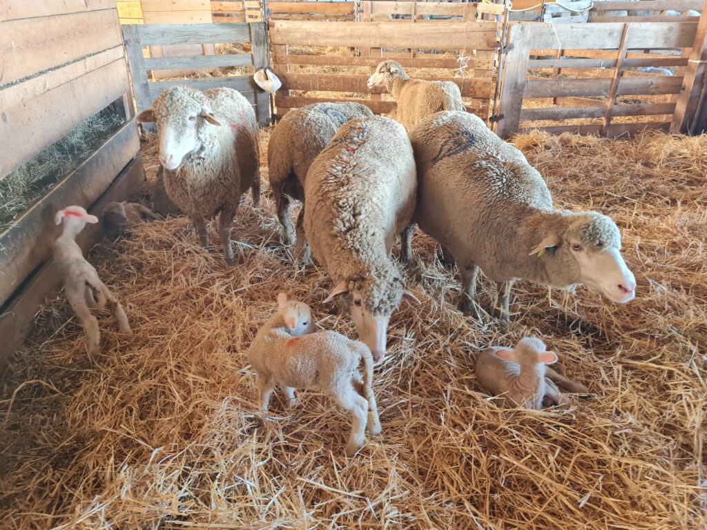 [Chronique ovine du Sud-Est] Cout de production