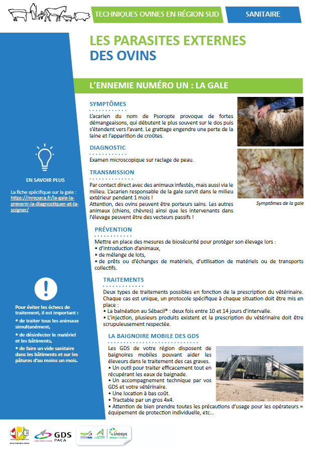 Parasites externes des ovins