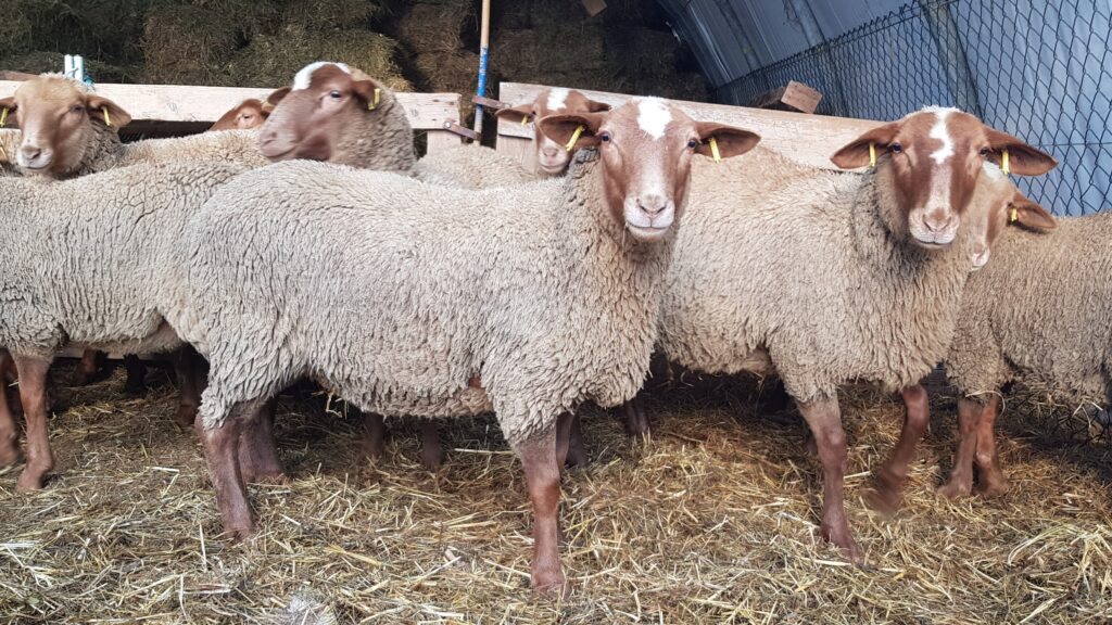 [Chronique ovine du Sud-Est] Des agnelles de reproduction bien élevées