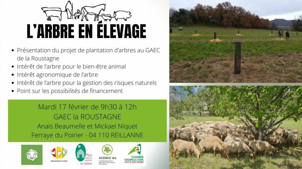 [Porte ouverte ovine] Arbres en élevage