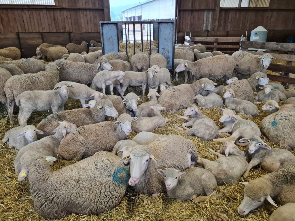 [Chronique ovine du Sud-Est] La pathologie des jeunes agneaux 3/3 : les arthrites infectieuses