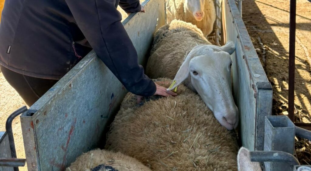 [Chronique ovine du Sud-Est] Palper pour piloter son troupeau avec la note d’état corporel