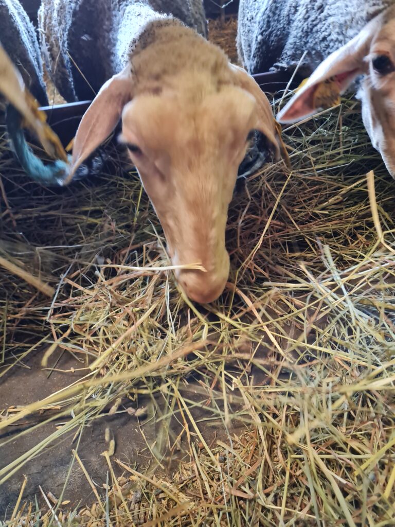 [Chronique ovine du Sud-Est] La Toxémie de gestation